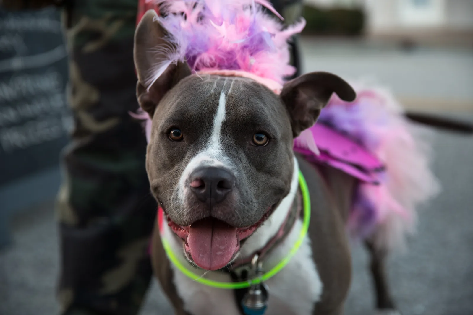 A dog in a pink feathered costume and glow collar at the North Charleston Harvest Festival on East Montague Avenue.