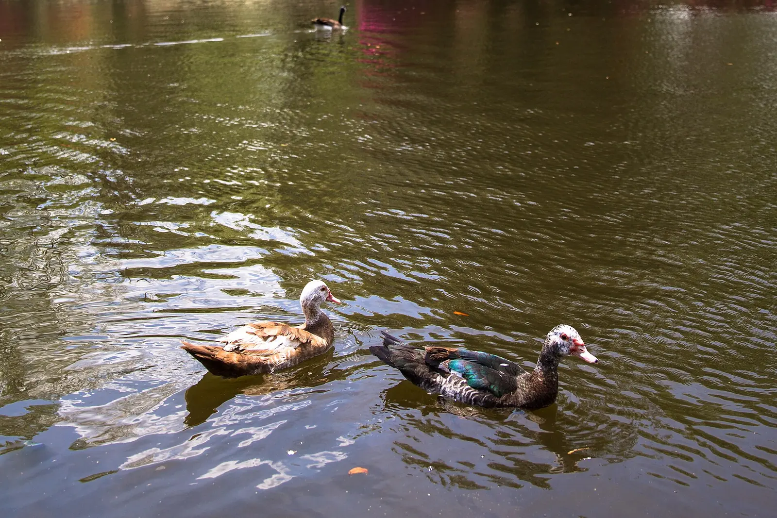 Ducks and a Canada goose swim on Quarterman Lake, the Duck Pond, in Quarterman Park, North Charleston. The picture does not show the birds found this month.